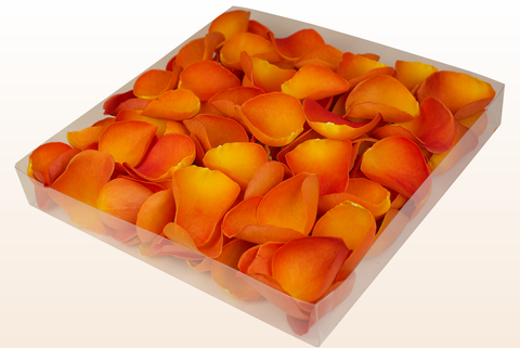 Confezione da 1 litro