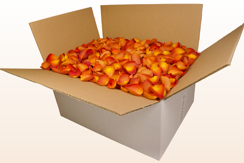 Confezione da 24 litri