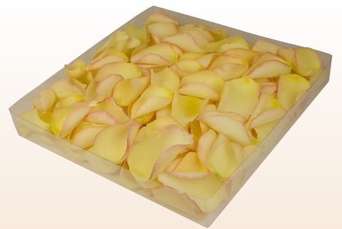 Confezione da 1 litro