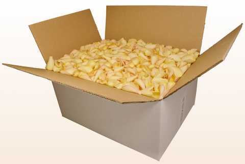 Confezione da 24 litri