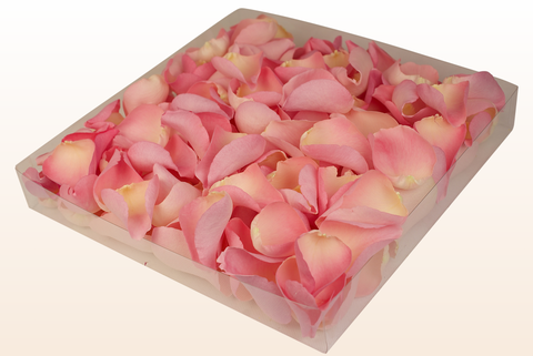 Confezione da 1 litro