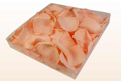 Confezione da 1 litro