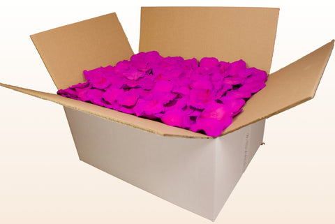 Confezione da 24 litri