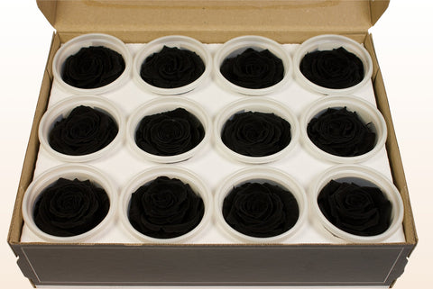Taglia S, 12 rose