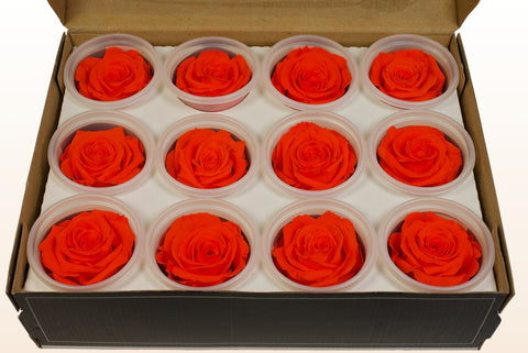 Taglia S, 12 rose