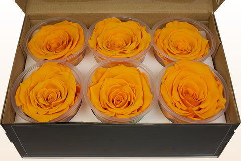 Taglia XL, 6 rose