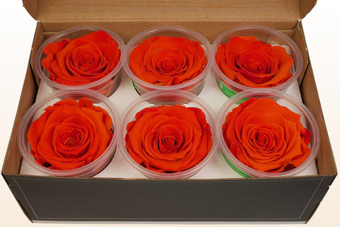 Taglia XL, 6 rose