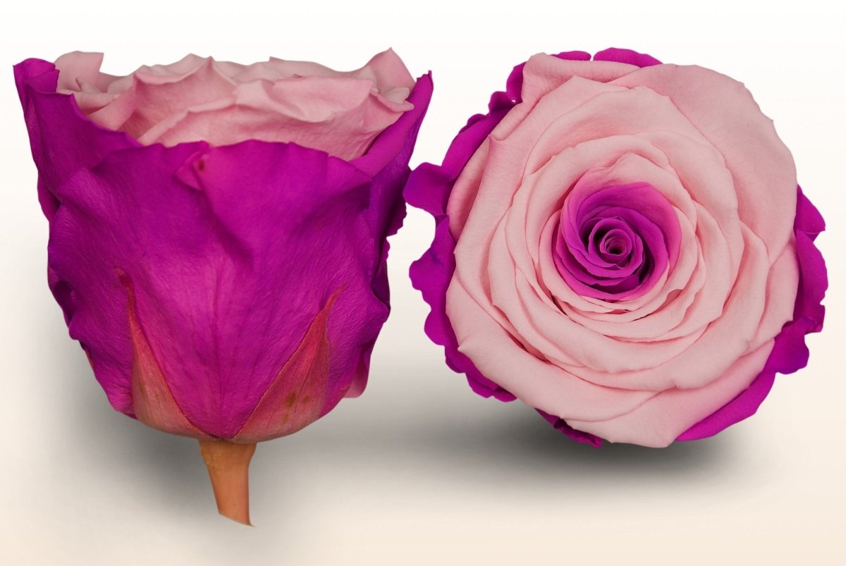 Rosa rosa scuro vaso ca. 13 cm acquista da OBI