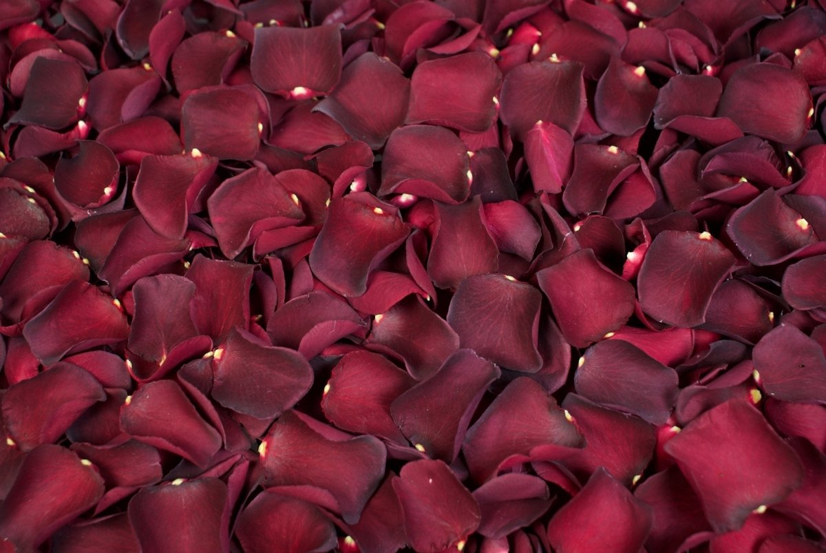 200 Petali Di Rosa In Seta Per Matrimoni – Rossi, Rosa, Arancio E Bianchi, 4 Colori