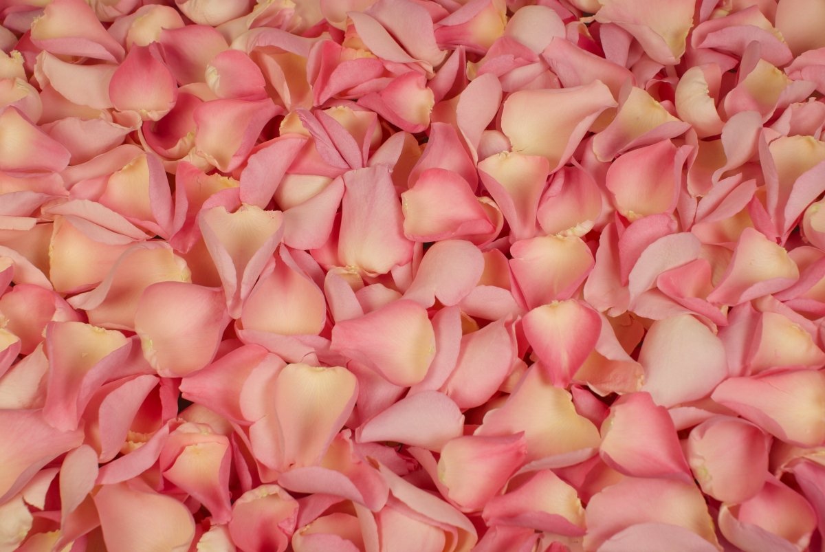 Freeze-dried rose petals, soft pink