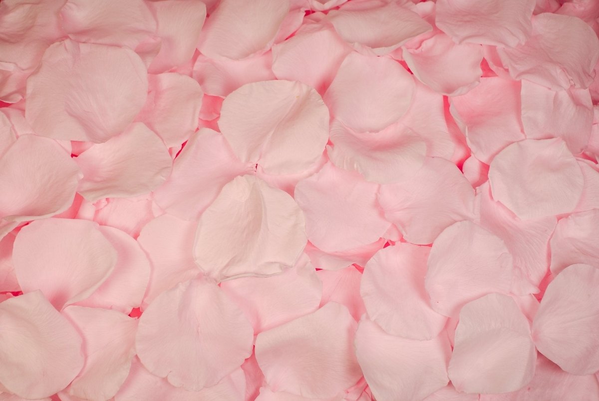 Petali Rosa Essiccati 100g: Naturali Per Bagno, Spa, Matrimonio E Decorazione Casa - Foto 7