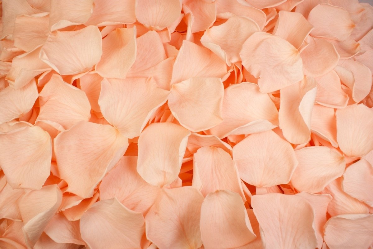 Preserved rose petals, peach pastel