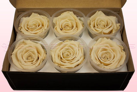 Taglia XL, 6 rose