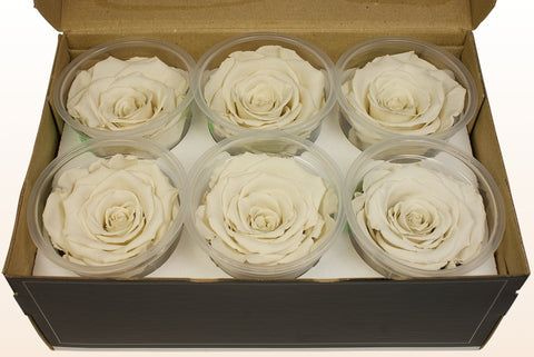 Taglia L, 6 rose