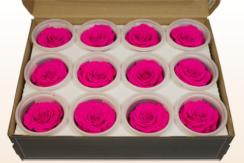 Taglia S, 12 rose