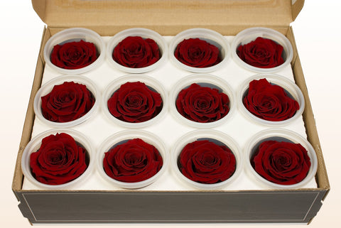 Taglia S, 12 rose