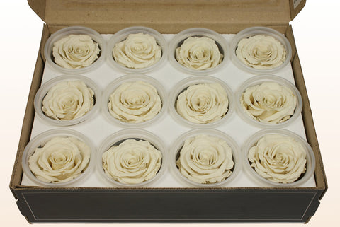 Taglia S, 12 rose