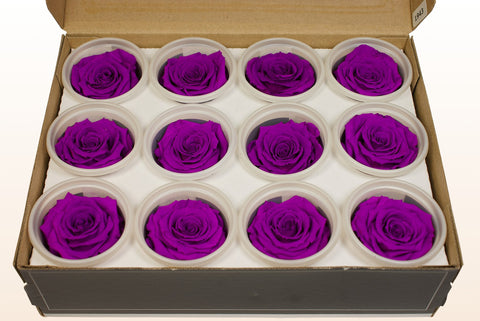 Taglia S, 12 rose