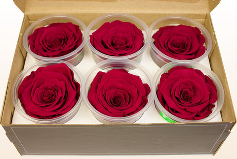 Taglia XL, 6 rose
