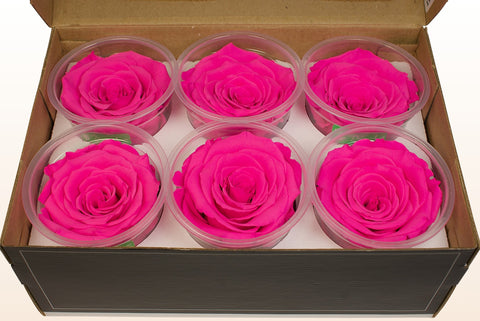 Taglia XL, 6 rose