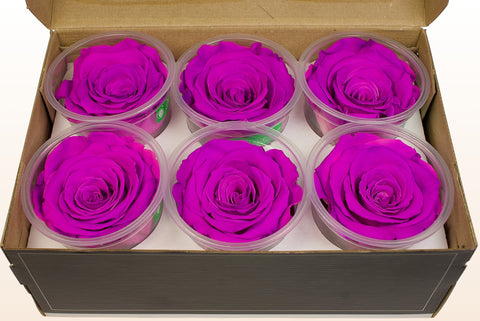 Taglia XL, 6 rose