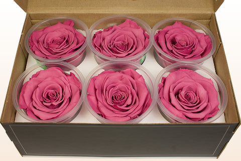 Taglia XL, 6 rose