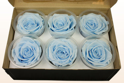 Taglia XL, 6 rose