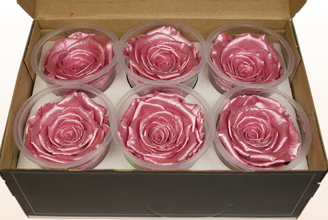 Taglia XL, 6 rose