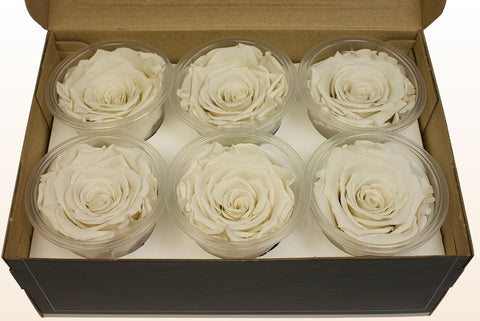 Taglia XL, 6 rose