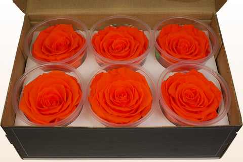 Taglia XL, 6 rose