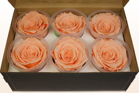 Taglia XL, 6 rose