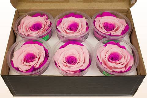 Taglia XL, 6 rose