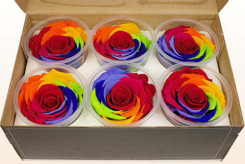 Taglia XL, 6 rose