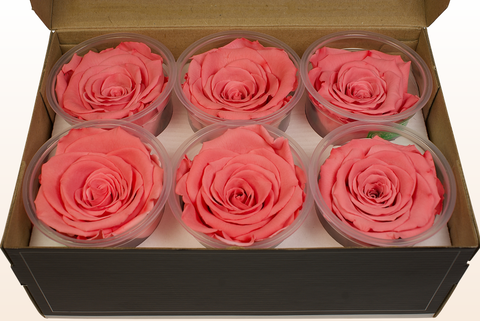 Taglia XL, 6 rose