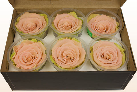 Taglia XL, 6 rose