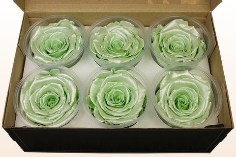 Taglia XL, 6 rose