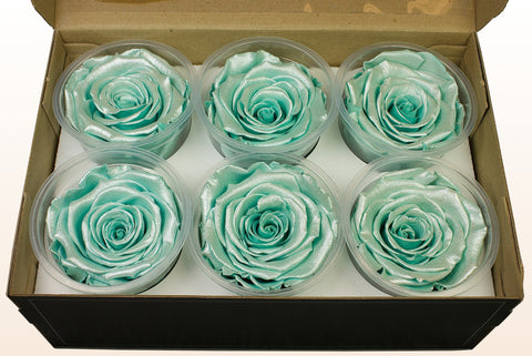 Taglia XL, 6 rose