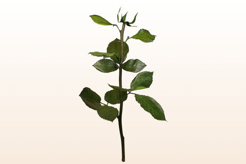 Gambi di rosa, 30 cm.